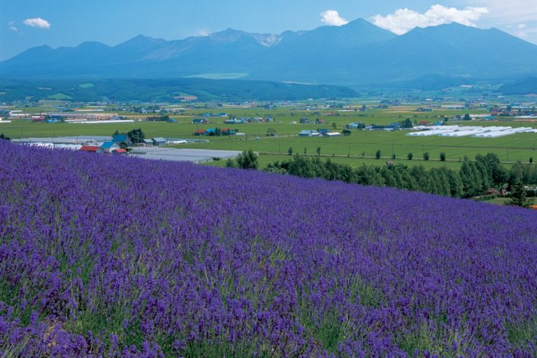 Furano Lavender Express