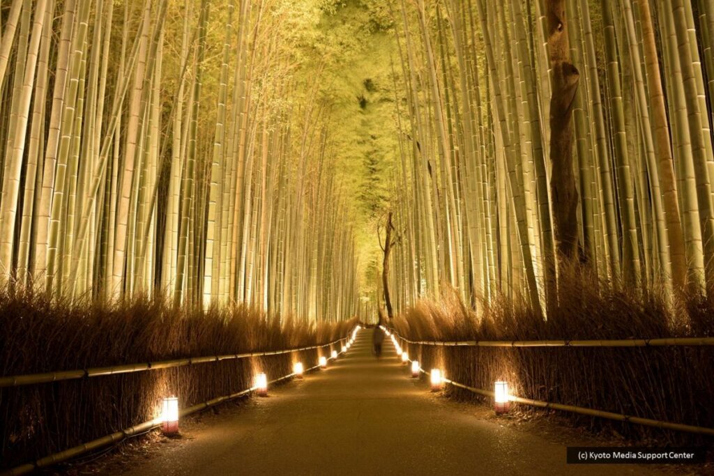 bamboo forest