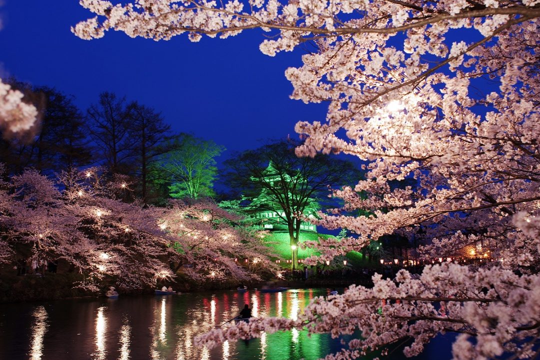 Night blossom. Япония Такада парк Сакура. Юма Сакура. Niigata Japan. Sakura shop Japan Niigata.