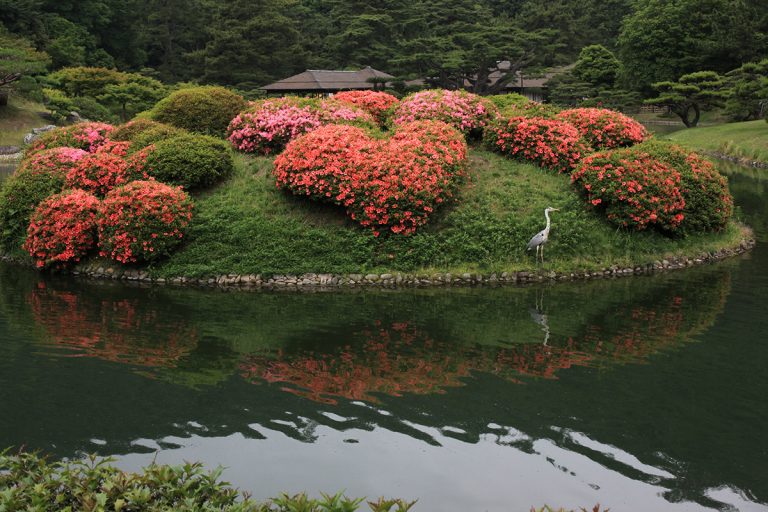 栗林公園　つつじ02