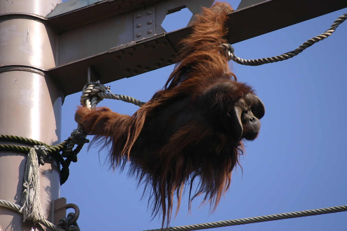 Asahiyama Zoo