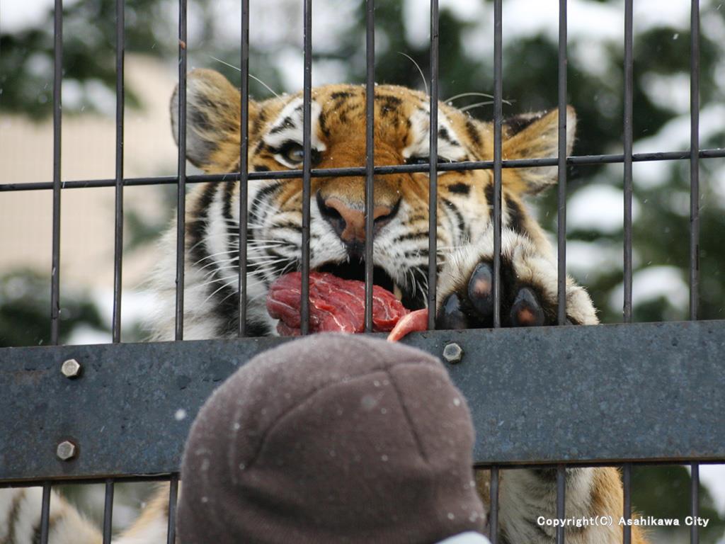 Asahiyama Zoo