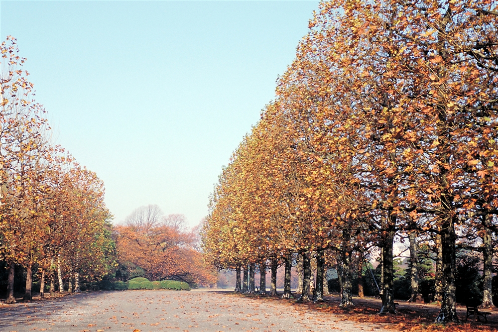 Shinjuku Gyoen 