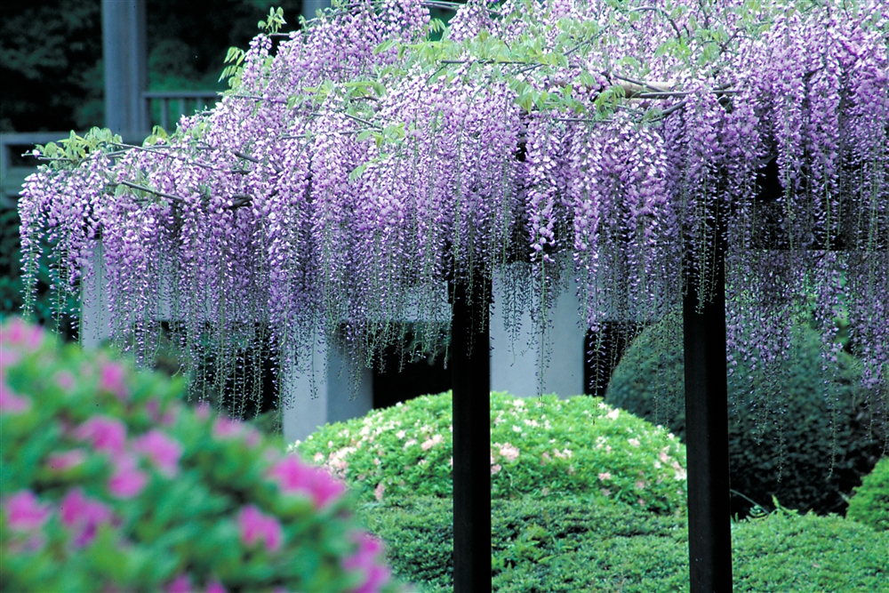 Shinjuku Gyoen 