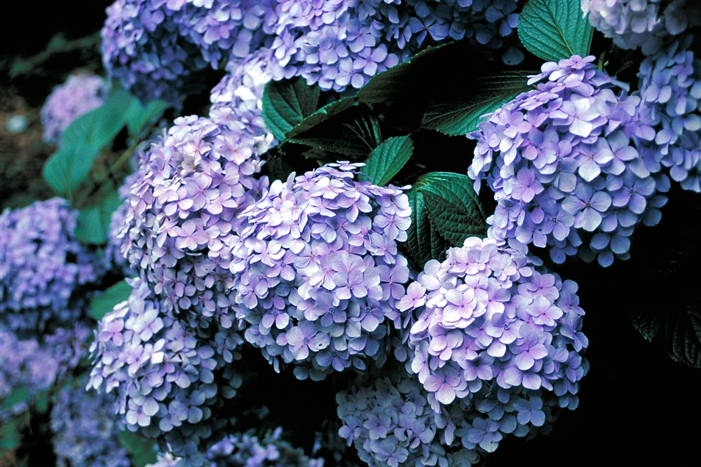 Shinjuku Gyoen 