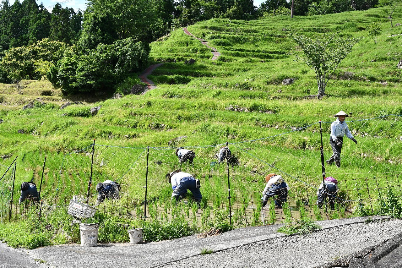 Maruyama Senmaida Terraced Rice Fields