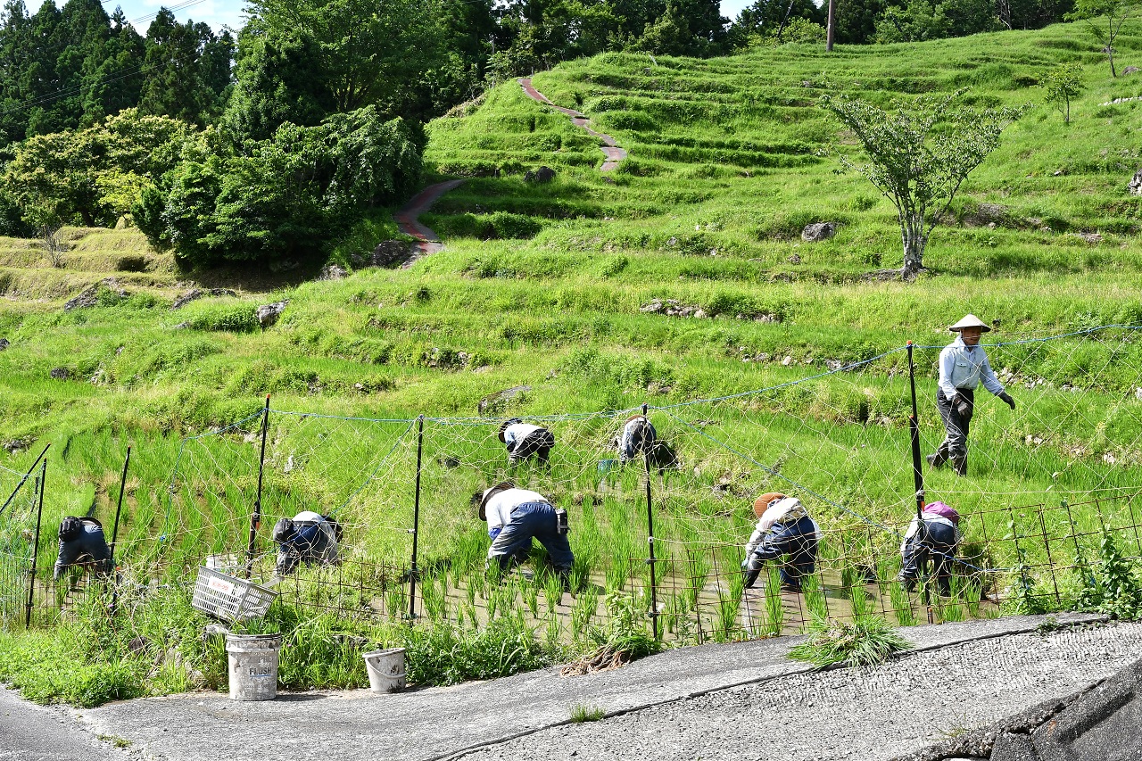 Maruyama Senmaida Terraced Rice Fields Japan Rail Travel